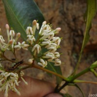 Ixora pavetta Andrews